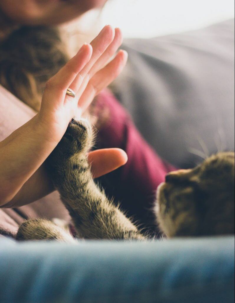 Cat high-fiving a woman